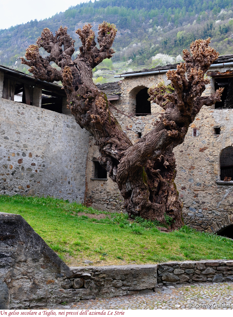 Uno strepitoso gelso a Teglio