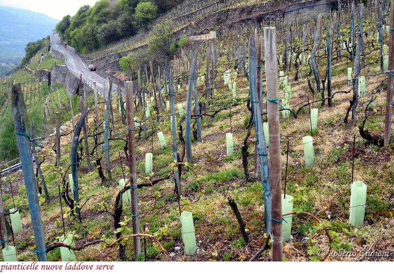 I vigneti de La Perla