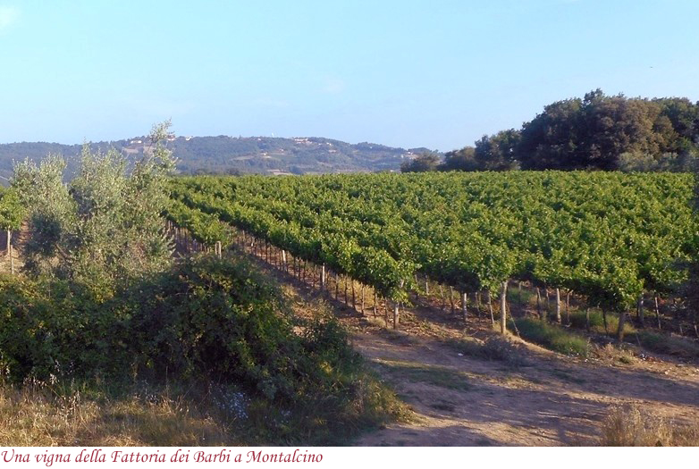 Una vigna della Fattoria dei Barbi a Montalcino
