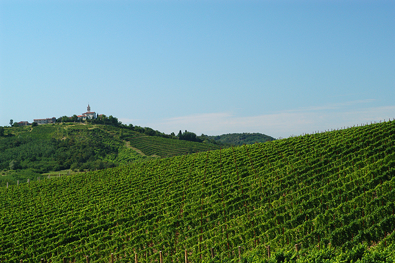 Vigneti nel Collio