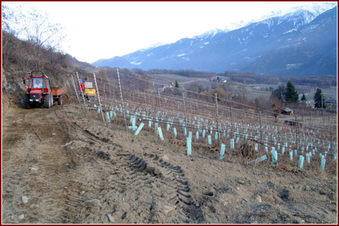 Vigneto azienda Dirupi