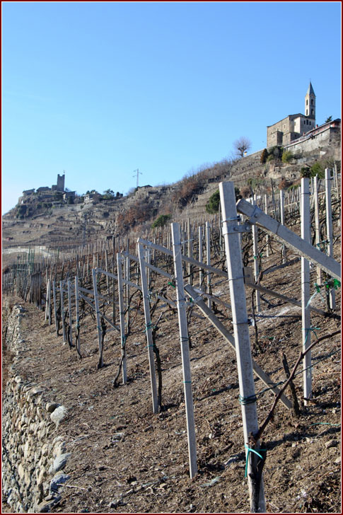 Vigneto azienda Gianatti