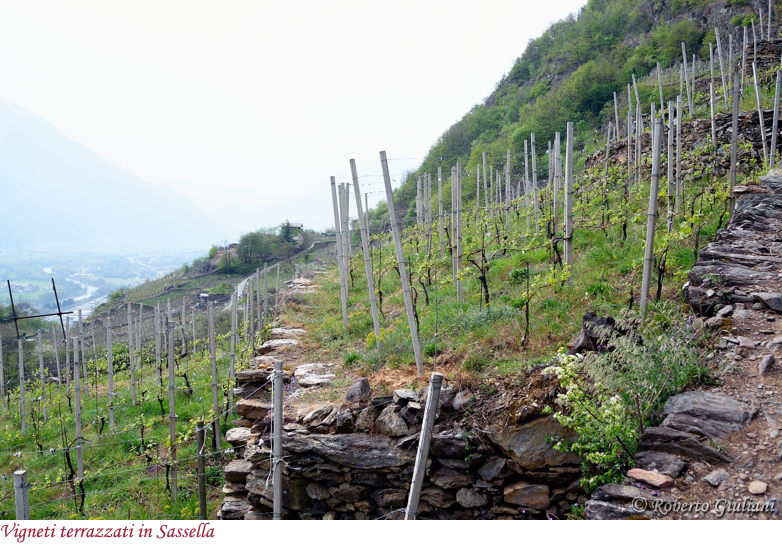 Vigneti terrazzati in Sassella