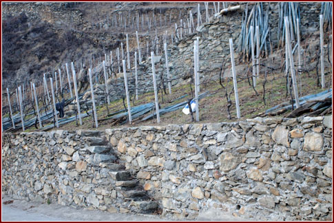 Vigneto azienda Motalli