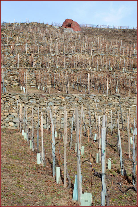Il vigneto dove nasce il Rocce Rosse