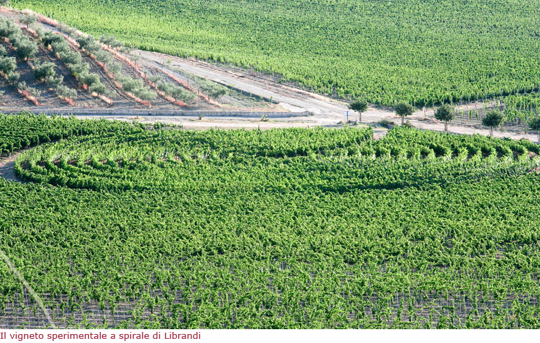 Il vigneto a spirale di Librandi