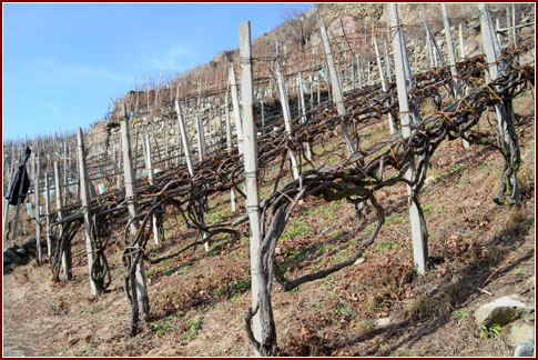 Vigneto allevato con un vecchio sistema