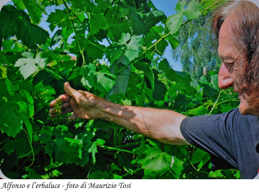 Alfonso Rinaldi in vigna - foto di Maurizio Tosi
