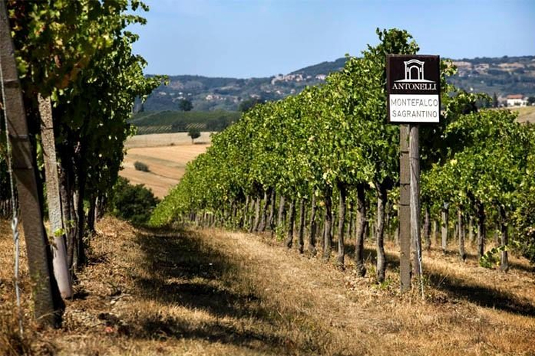 Un vigneto dell'azienda Antonelli San Marco di Montefalco (PG)