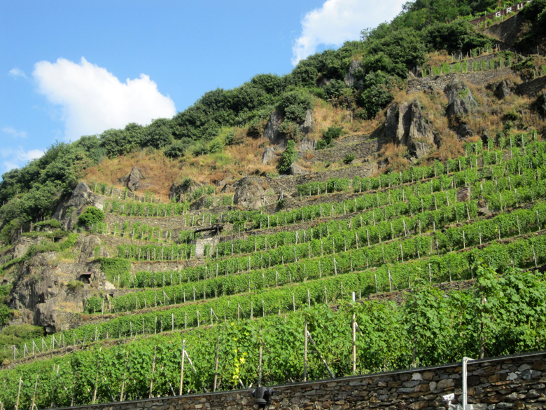 Il vigneto sopra l'azienda