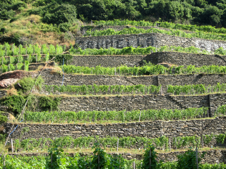 Il vigneto in Grumello