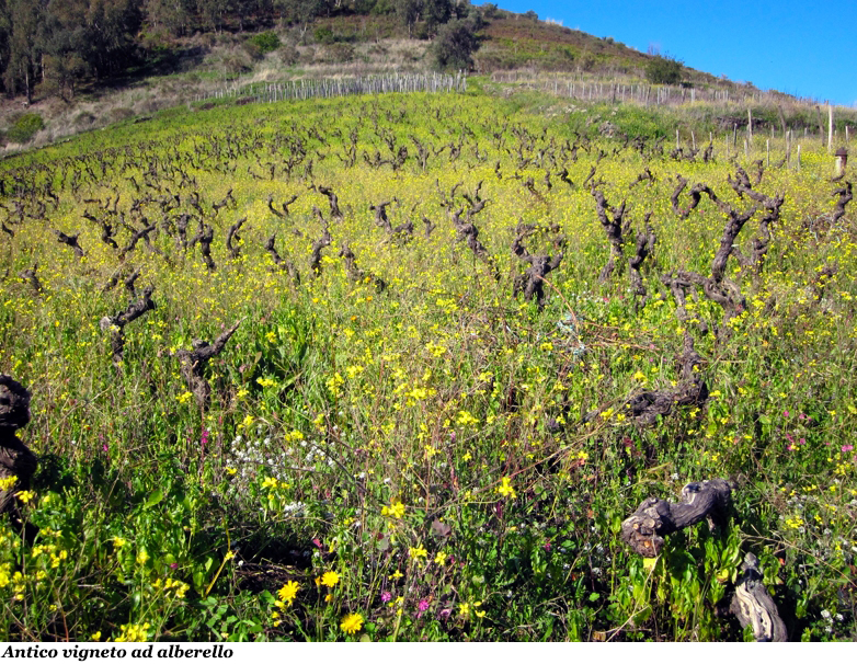 Antico vigneto ad alberello