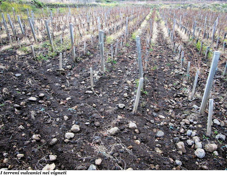 I terreni vulcanici nei vigneti