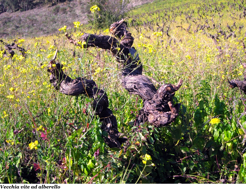 Vecchia vite ad alberello