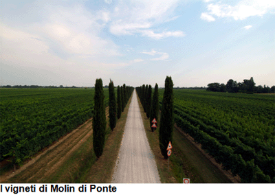 I vigneti di Molin di Ponte