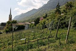 Vigneto biodinamico presso Castel Giovanelli