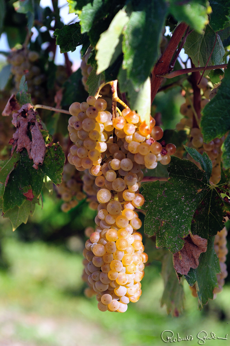La malvsia del Chianti