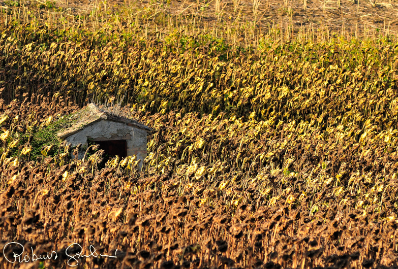 Girasoli ormai bruciati dal sole