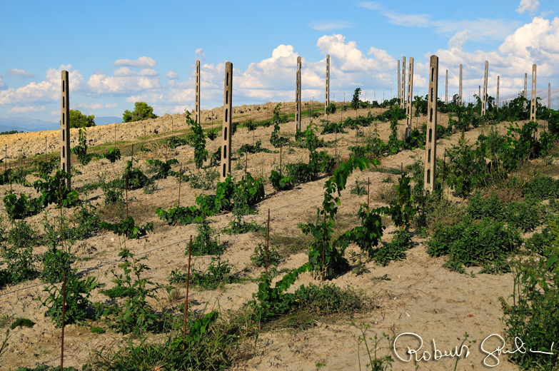 Nuove viti di malvasia