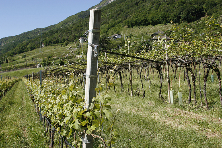 Confronto tra vigneti a pergola e a guyot