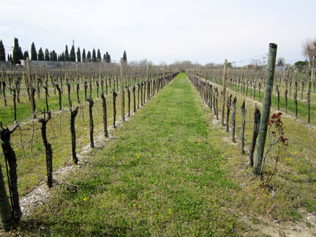 Vigneto azienda Conte