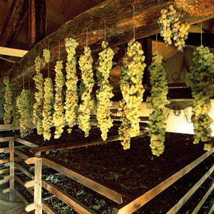 L'appassimento delle uve