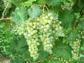 Grappoli di prosecco