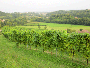 Vigneti e paesaggio circostante