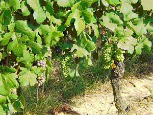 Particolare di alcune viti