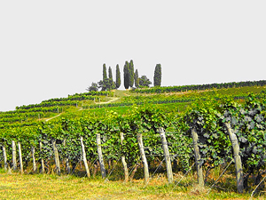 vigneti Dorigo