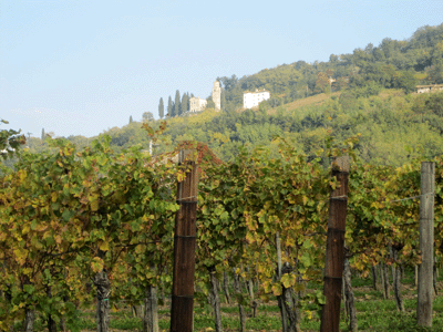 Le vigne dell'azienda D'Osvaldo