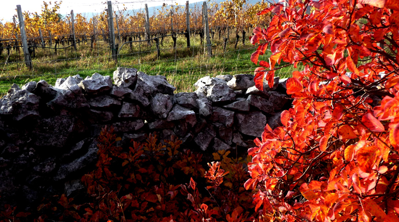 Un vigneto di Edi Kante - Friuli