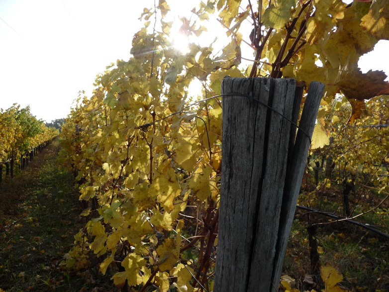 Particolare di un vigneto