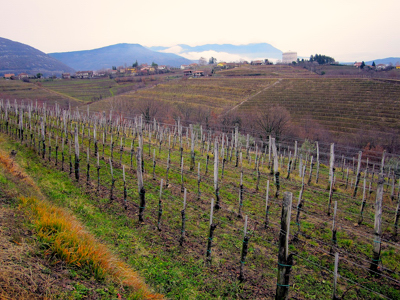 Vigneto