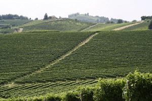 Vigneti nel Roero