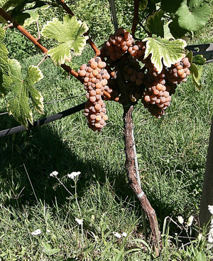 Gewurztraminer