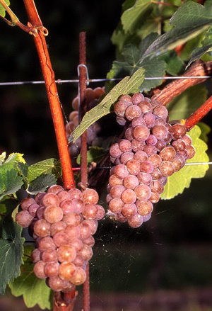Grappoli di gewurztraminer