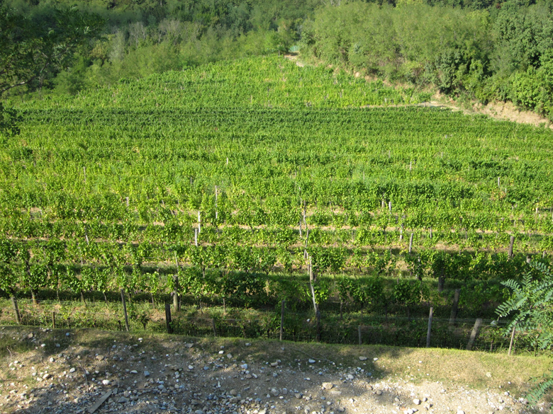 Un'altra vigna