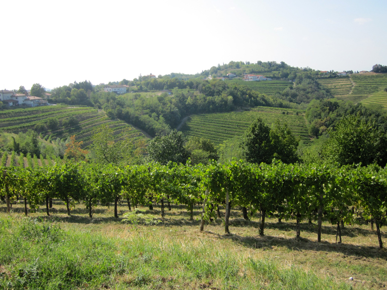 Una vigna del Carpino