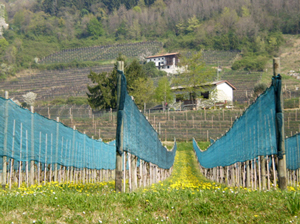Vigneti de Il Roncat