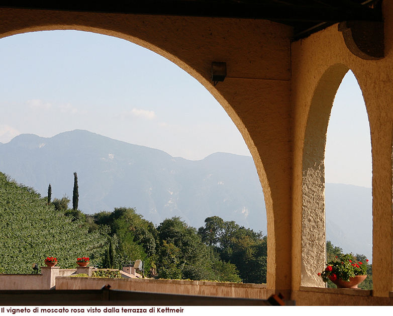 Il vigneto di moscato rosa visto dalla terrazza di Kettmeir