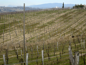 Vigneto presso l'azienda Komjanc