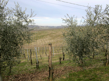 Le vigne fra gli ulivi presso l'azienda Komjanc