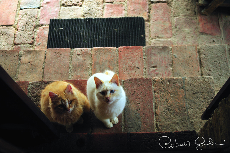 Due gatti aspettano davanti alla porta