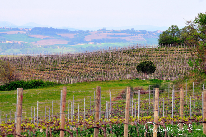 il vigneto Quercetonda