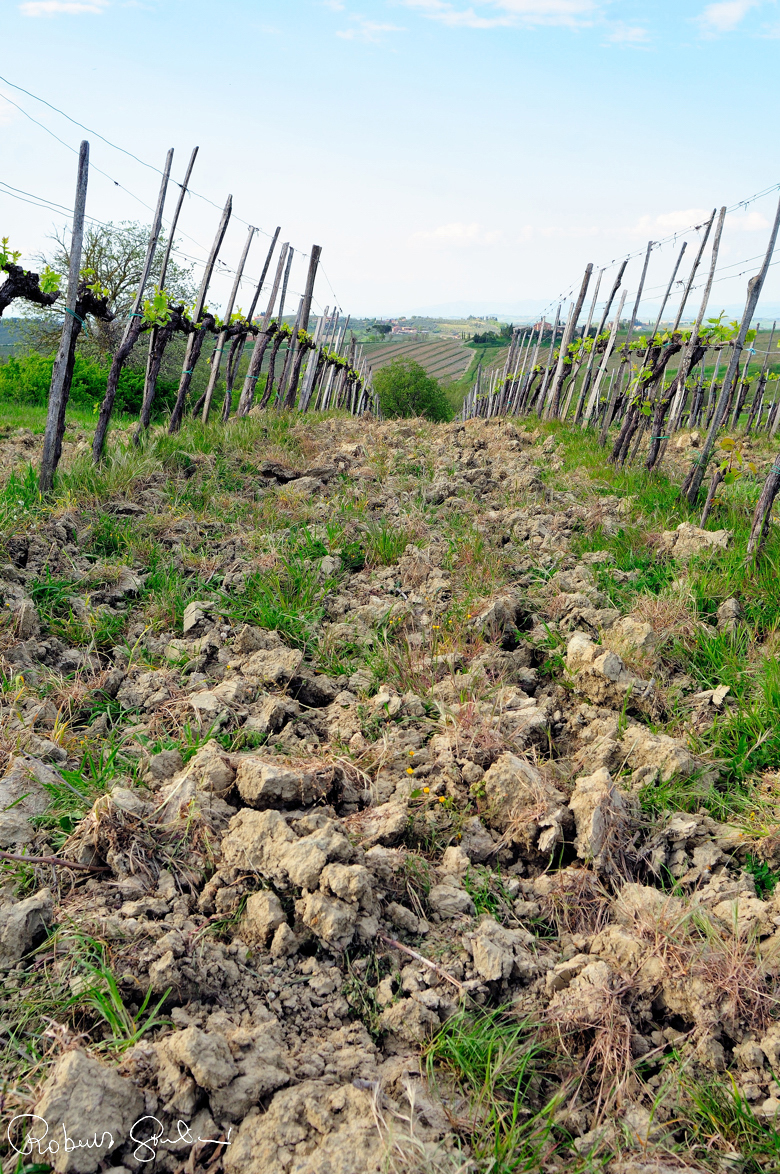 Tra i filari del Quercetonda