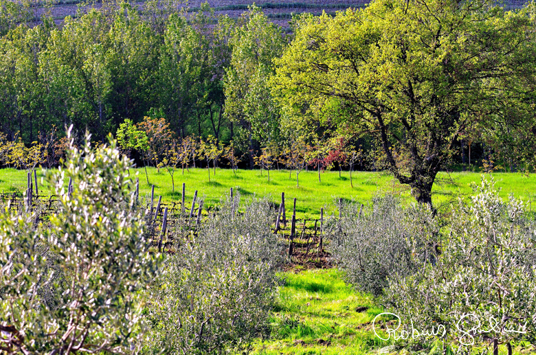 Gli ulivi di Le Casalte