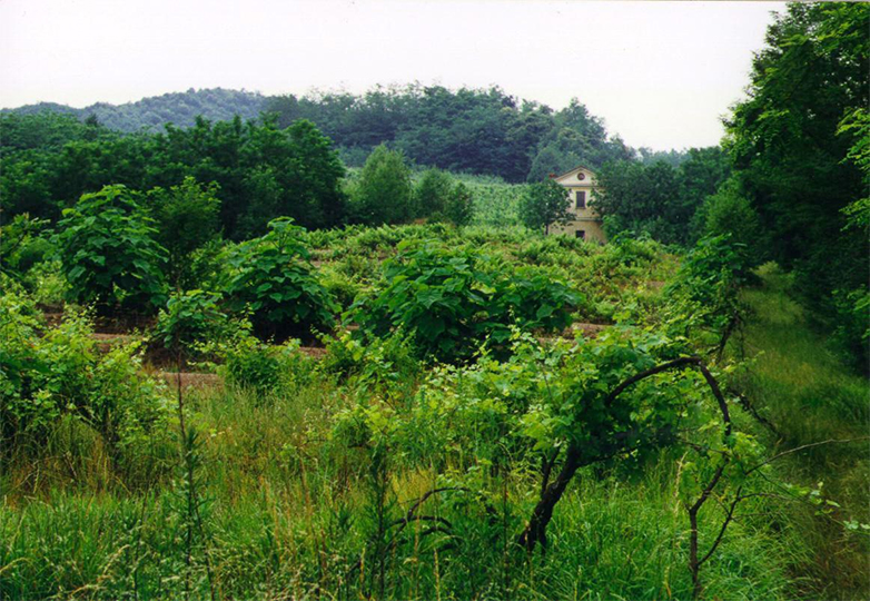 Il bosco tra le vigne di Boca