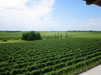 Vigneto presso la Tenuta Luisa