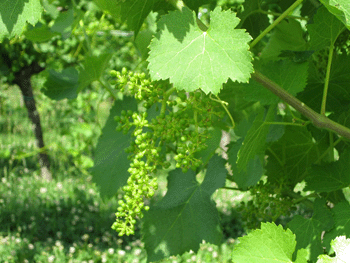 La formazione dei grappoli presso la Tenuta Luisa